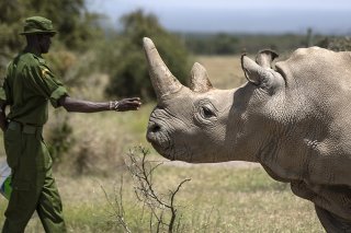 Ranger avec l'une des deux dernières femelles de rhinocéros blanc du Nord, Najin, en 2019 au Kenya. KEYSTONE/AP/BEN CURTIS
